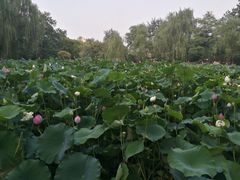 -莲湖公园