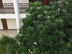 -三亚珠江南田温泉度假区