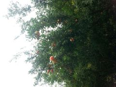 android_upload_pic-御庭精品酒店(秦淮河店)