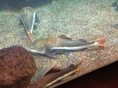 -太平洋海底世界