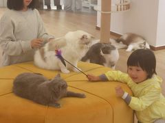 -1013 PET SHOP精品宠物商店(丁香店)