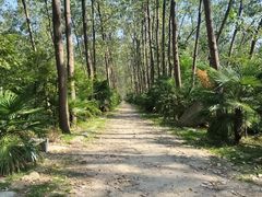 -合肥滨湖国家森林公园