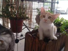 -平行世界·猫咖(首经贸店)