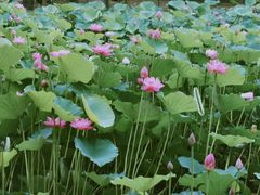 -静之湖度假区