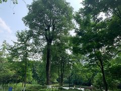 -重庆彩云湖湿地公园