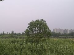 -长田漾湿地公园
