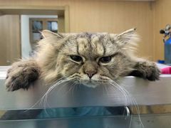 -艾贝尔宠物医院·24H转诊中心·肿瘤猫专科(江宁双龙店)