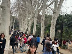 -武汉大学-樱园