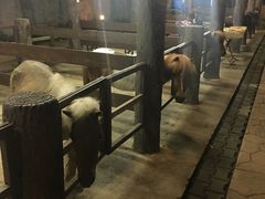 -清迈夜间动物园