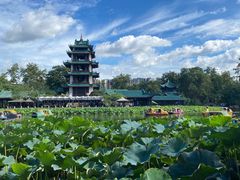 -桂湖森林公园