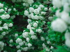-国家植物园