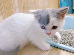 -屋虎猫馆(宝安大仟里店)