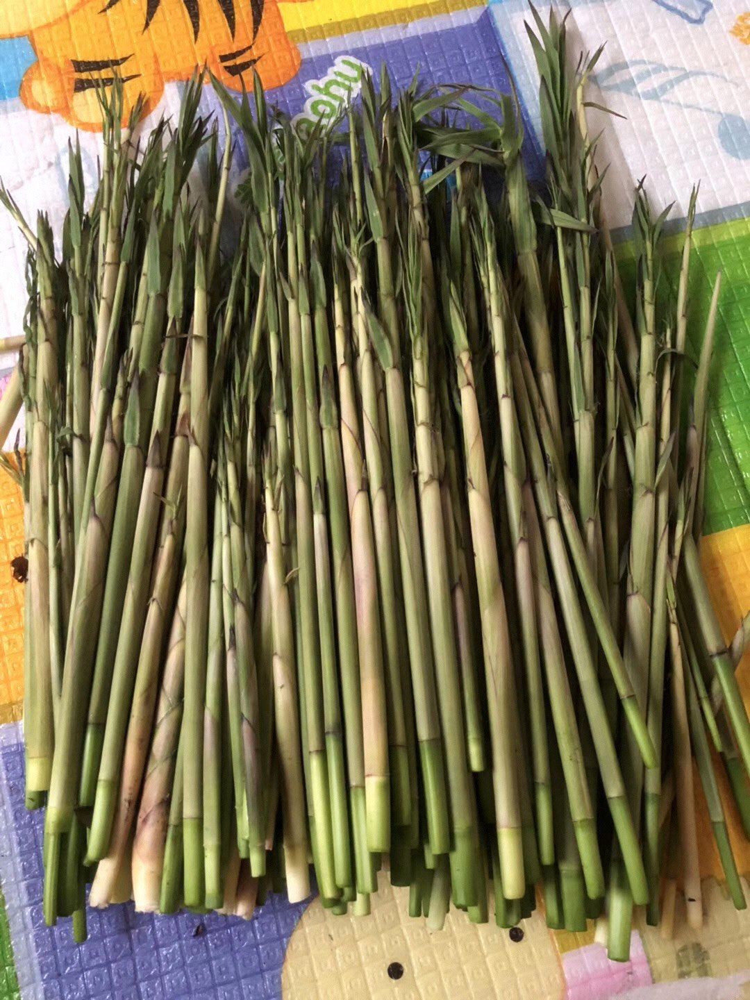 毛竹林里最多的就是刚冒出来的新笋了