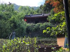 -十八棵（老龙井）御茶园(老龙井店)