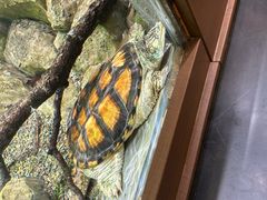 -帕帕拉兹宠物(亚洲旗舰店)