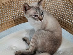 -共舞时光猫咖·狗咖(新街口店)