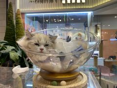 -Honey Bacca 哈尼芭卡高端萌宠(朝阳大悦城店)