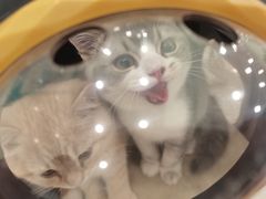 -佳雯宠物医院(四明中路分院)