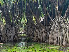 -中国科学院西双版纳热带植物园