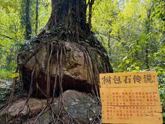 -莫里热带雨林景区