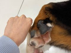 -汪说·狗咖·拼豆·宠物周边DIY(旺城大厦店)