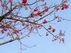 -天适樱花悠乐园