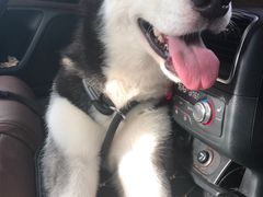 -北京恒爱动物医院(清景园分院)