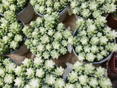 -桂林市花鸟市场