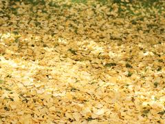 -千年银杏谷文化旅游区