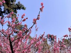 -莫愁湖公园
