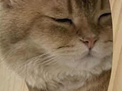 -柴迷FANS CLUB·柴犬狗咖·猫咖