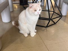 -藏猫猫咖啡主题馆(中央大道店)