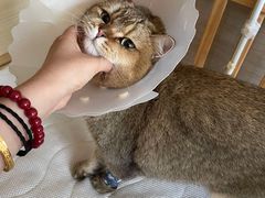 -北京观赏动物医院·24小时大型综合·猫专科·异宠专科