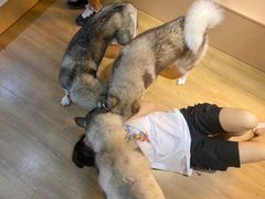 -Husky Go! 哈士奇体验馆·宠物咖啡厅狗咖