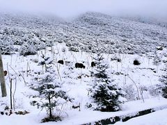 -折多山