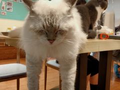 -绒爪撸猫下午茶·猫咖