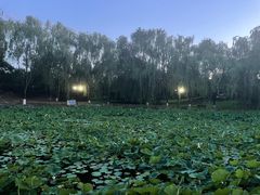 -东升八家郊野公园