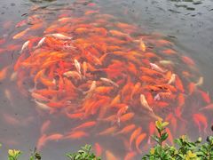 -西湖游船