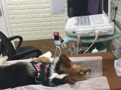 -美联众合动物医院·24h京西诊疗中心