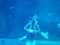 -烟台海昌鲸鲨海洋公园