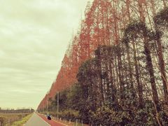 -上海长兴岛郊野公园