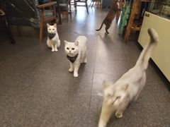 -猫色咖啡·猫咖