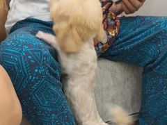 -安安宠医宠物医院·异宠·犬猫内科(岳阳分院)