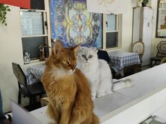 -猫小院猫主题餐厅(南锣旗舰店)