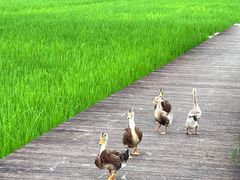 -艾米稻香小镇