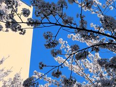 -高东镇樱花园