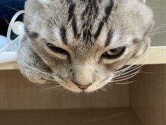 -北京观赏动物医院·24小时大型综合·猫专科·异宠专科