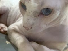 -屋虎猫馆(宝安大仟里店)