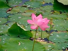 -洪湖生态旅游区