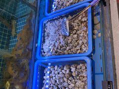 -1937青岛老味道·海肠捞饭·青岛菜(大鲍岛栈桥店)